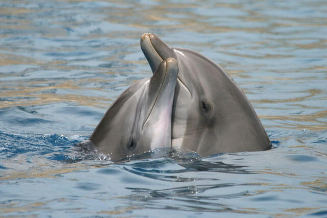 SPP Dolphins at sea