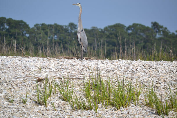 A great blue heron stands on a rocky beach against blurry trees in the background.
